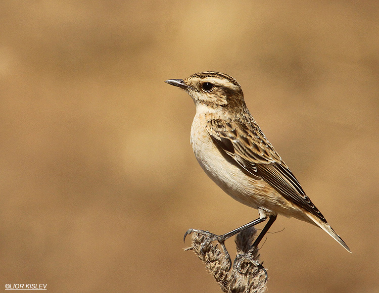    Whinchat Saxicola rubetra ,Bacha Valley,Golan ,13-09-11 Lior Kislev                       